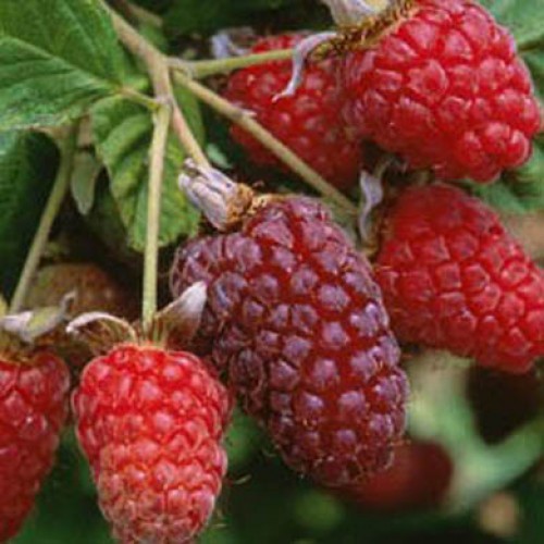 Pot Grown Thornless Boysenberry Self Fertile Sweet Plant | ScotPlants Direct